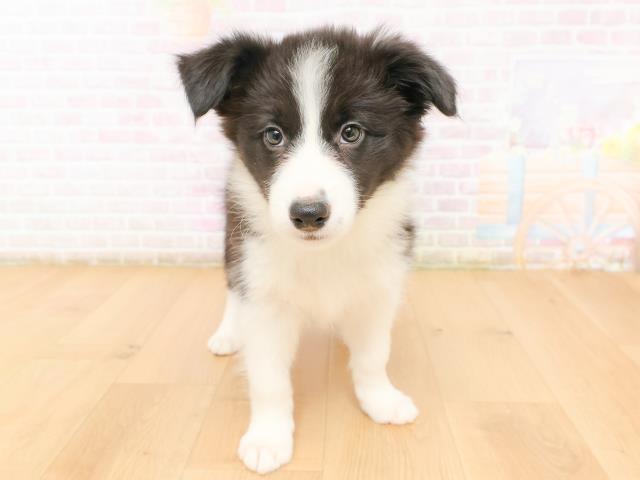 青森県のボーダーコリー (Coo&RIKU青森店/2026年2月12日生まれ/女の子/ブラックホワイト)の子犬の1枚目の画像