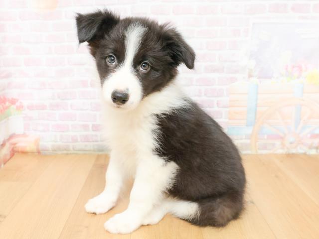 青森県のボーダーコリー (Coo&RIKU青森店/2026年2月12日生まれ/女の子/ブラックホワイト)の子犬の2枚目の画像