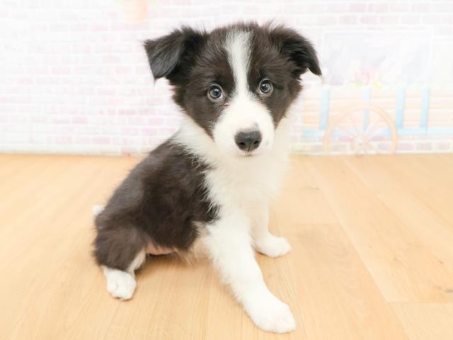 青森県のボーダーコリー (Coo&RIKU青森店/2026年2月12日生まれ/女の子/ブラックホワイト)の子犬の3枚目の画像