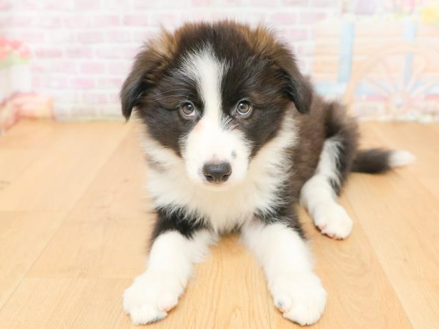 青森県のボーダーコリー (Coo&RIKU八戸店/2026年2月12日生まれ/女の子/ブラックホワイト)の子犬