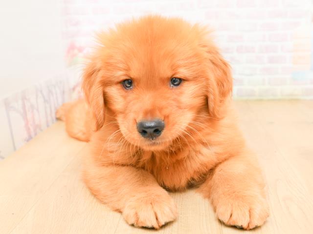 福島県のゴールデンレトリバー (Coo&RIKUいわき店/2026年2月12日生まれ/男の子/ゴールド)の子犬