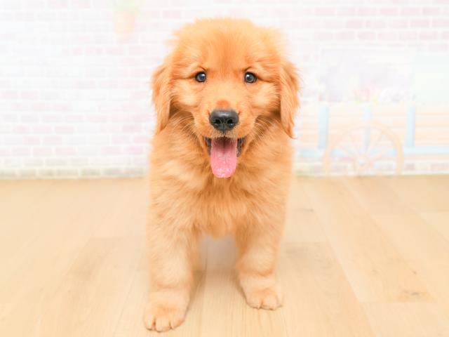 ゴールデン・レトリバー