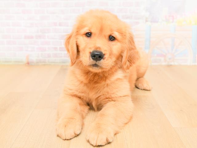 福島県のゴールデンレトリバー (Coo&RIKU福島店/2026年2月12日生まれ/男の子/ゴールド)の子犬