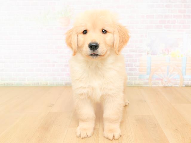 宮城県のゴールデンレトリバー (Coo&RIKU仙台太白店/2026年2月12日生まれ/男の子/ゴールド)の子犬