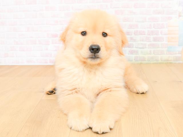 岩手県のゴールデンレトリバー (Coo&RIKU一関店/2026年2月12日生まれ/男の子/ゴールド)の子犬