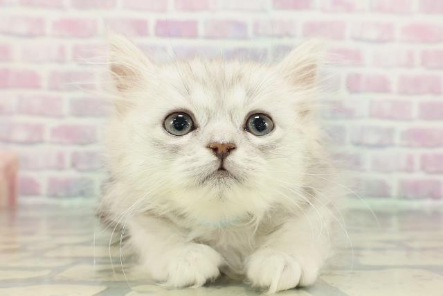 北海道のラガマフィン (Coo&RIKU札幌東店/2026年1月28日生まれ/男の子/シルバータビー)の子猫の1枚目の画像