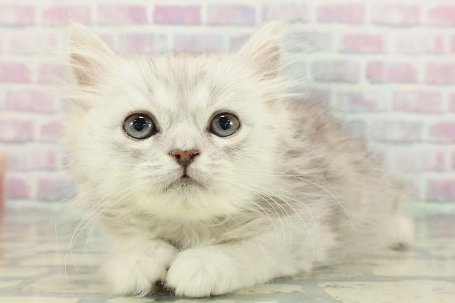 北海道のラガマフィン (Coo&RIKU札幌東店/2026年1月28日生まれ/男の子/シルバータビー)の子猫の2枚目の画像