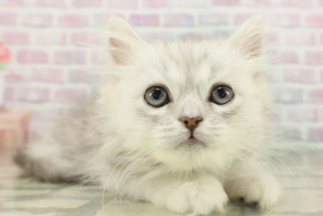 北海道のラガマフィン (Coo&RIKU札幌東店/2026年1月28日生まれ/男の子/シルバータビー)の子猫の3枚目の画像