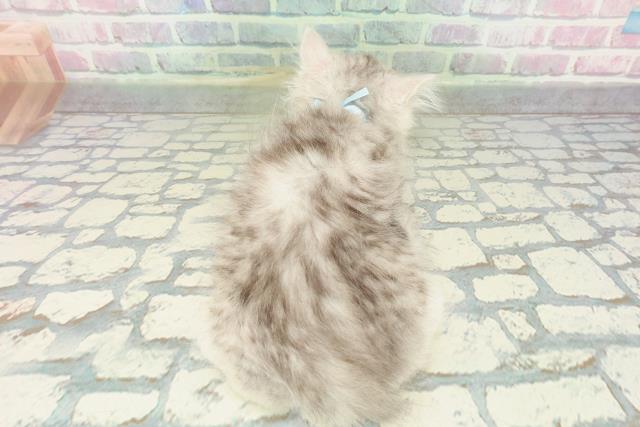 北海道のラガマフィン (Coo&RIKU札幌東店/2026年1月28日生まれ/男の子/シルバータビー)の子猫の4枚目の画像