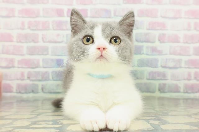 東京都のブリティッシュショートヘアー (Coo&RIKU東久留米店/2026年1月16日生まれ/男の子/ブルーホワイト)の子猫の1枚目の画像