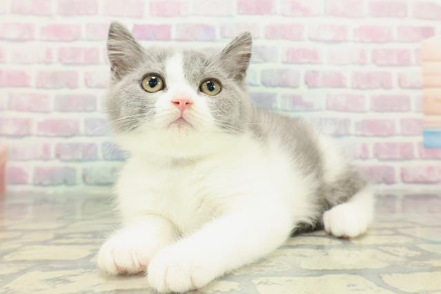 東京都のブリティッシュショートヘアー (Coo&RIKU東久留米店/2026年1月16日生まれ/男の子/ブルーホワイト)の子猫の2枚目の画像