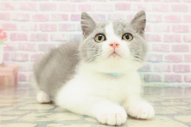 東京都のブリティッシュショートヘアー (Coo&RIKU東久留米店/2026年1月16日生まれ/男の子/ブルーホワイト)の子猫の3枚目の画像