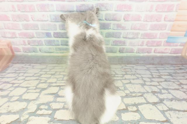 東京都のブリティッシュショートヘアー (Coo&RIKU東久留米店/2026年1月16日生まれ/男の子/ブルーホワイト)の子猫の4枚目の画像