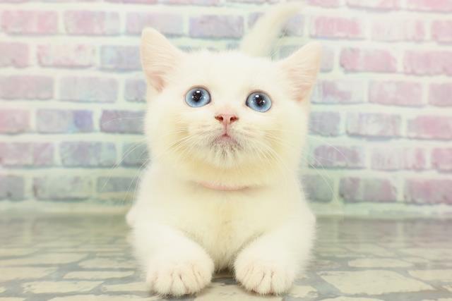 石川県のマンチカン (Coo&RIKU金沢店/2026年2月2日生まれ/女の子/ホワイト)の子猫の1枚目の画像