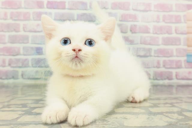 石川県のマンチカン (Coo&RIKU金沢店/2026年2月2日生まれ/女の子/ホワイト)の子猫の2枚目の画像