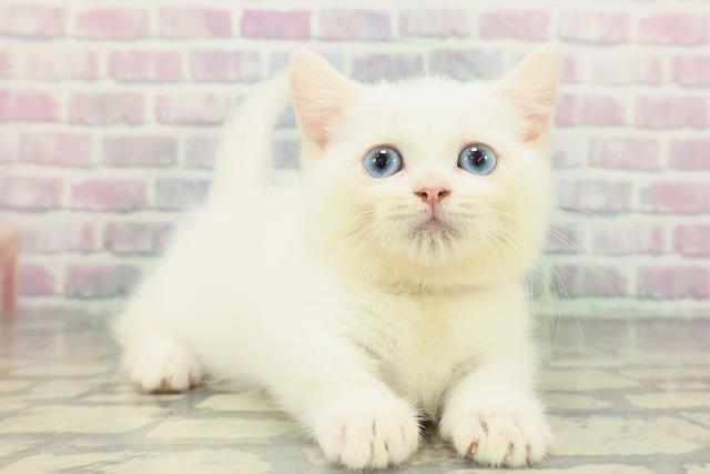 石川県のマンチカン (Coo&RIKU金沢店/2026年2月2日生まれ/女の子/ホワイト)の子猫の3枚目の画像