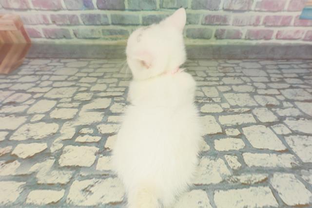 石川県のマンチカン (Coo&RIKU金沢店/2026年2月2日生まれ/女の子/ホワイト)の子猫の4枚目の画像