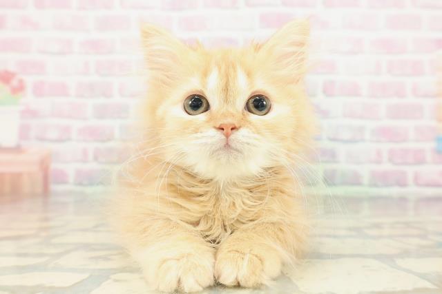 マンチカン（長足）