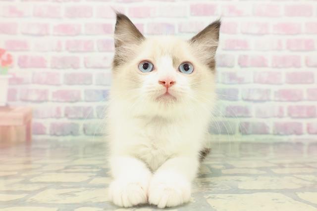 長野県のラグドール (Coo&RIKU長野店/2026年1月28日生まれ/男の子/シールポイントバイカラー)の子猫の1枚目の画像