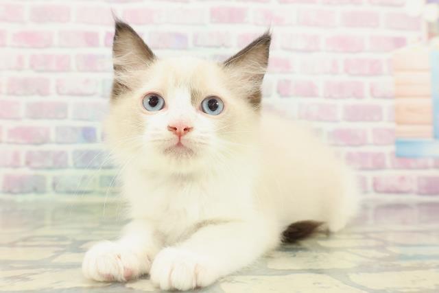 長野県のラグドール (Coo&RIKU長野店/2026年1月28日生まれ/男の子/シールポイントバイカラー)の子猫の2枚目の画像