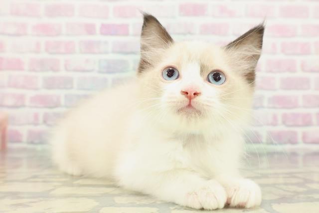 長野県のラグドール (Coo&RIKU長野店/2026年1月28日生まれ/男の子/シールポイントバイカラー)の子猫の3枚目の画像