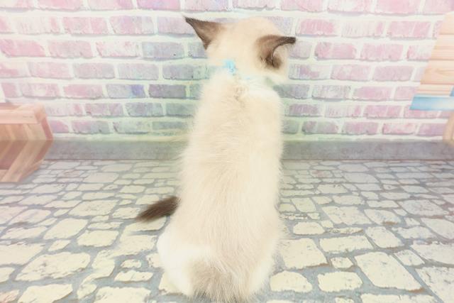 長野県のラグドール (Coo&RIKU長野店/2026年1月28日生まれ/男の子/シールポイントバイカラー)の子猫の4枚目の画像