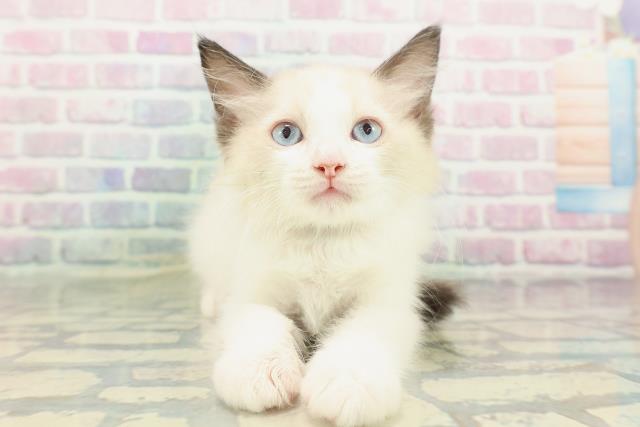 富山県のラグドール (Coo&RIKU富山店/2026年1月28日生まれ/男の子/シールポイントバイカラー)の子猫の1枚目の画像