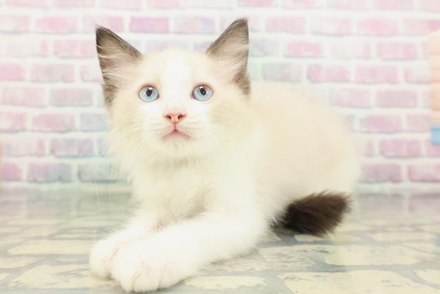 富山県のラグドール (Coo&RIKU富山店/2026年1月28日生まれ/男の子/シールポイントバイカラー)の子猫の2枚目の画像