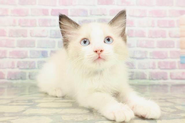 富山県のラグドール (Coo&RIKU富山店/2026年1月28日生まれ/男の子/シールポイントバイカラー)の子猫の3枚目の画像