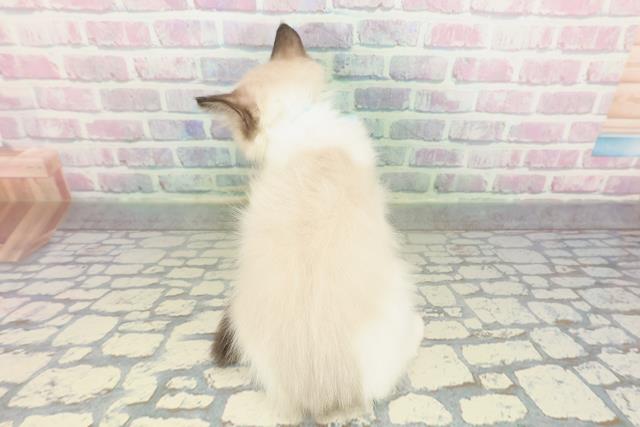 富山県のラグドール (Coo&RIKU富山店/2026年1月28日生まれ/男の子/シールポイントバイカラー)の子猫の4枚目の画像