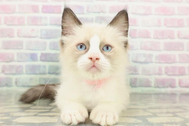 石川県のラグドール (Coo&RIKU金沢店/2026年1月31日生まれ/女の子/シールポイントバイカラー)の子猫の1枚目の画像