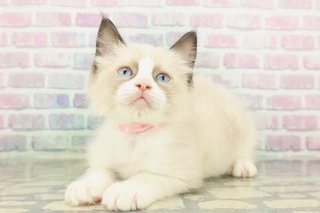 石川県のラグドール (Coo&RIKU金沢店/2026年1月31日生まれ/女の子/シールポイントバイカラー)の子猫の2枚目の画像