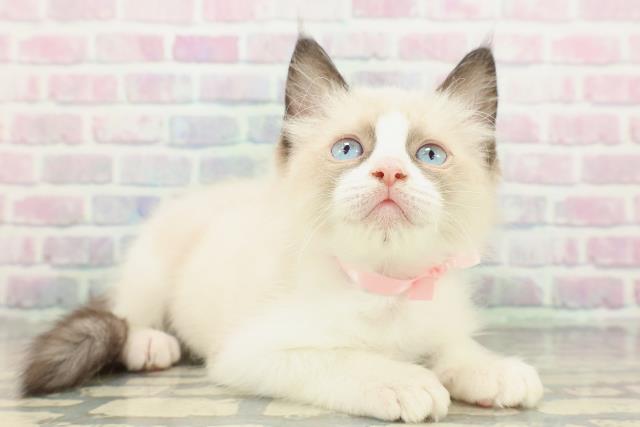 石川県のラグドール (Coo&RIKU金沢店/2026年1月31日生まれ/女の子/シールポイントバイカラー)の子猫の3枚目の画像