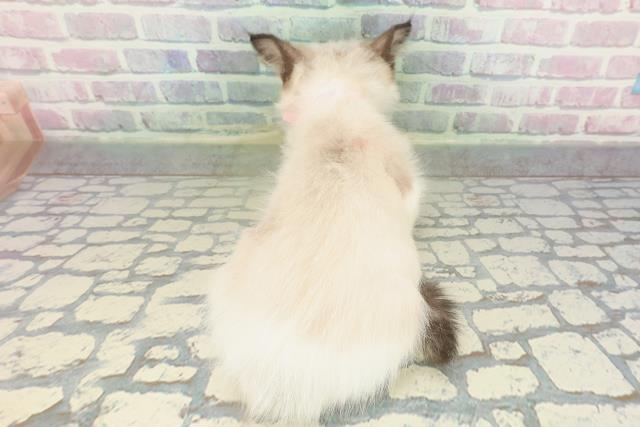 石川県のラグドール (Coo&RIKU金沢店/2026年1月31日生まれ/女の子/シールポイントバイカラー)の子猫の4枚目の画像