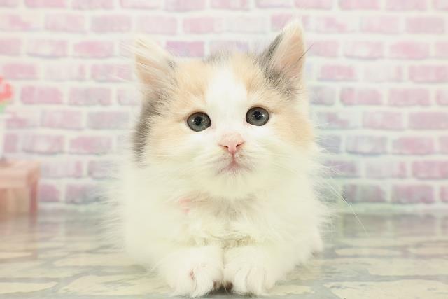 長野県のラガマフィン (Coo&RIKU綿半諏訪店/2026年2月2日生まれ/女の子/ダイリュートキャリコ)の子猫