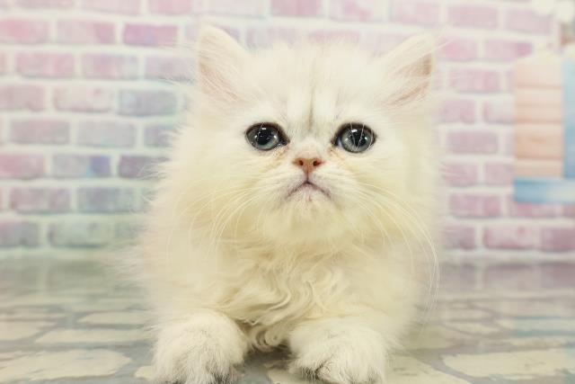 新潟県のエキゾチック (Coo&RIKUイオンモール新発田店/2026年1月30日生まれ/女の子/シルバータビー)の子猫の1枚目の画像