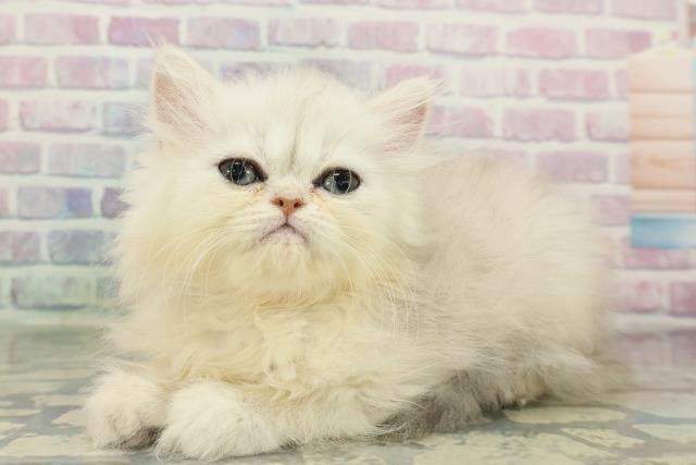 新潟県のエキゾチック (Coo&RIKUイオンモール新発田店/2026年1月30日生まれ/女の子/シルバータビー)の子猫の2枚目の画像