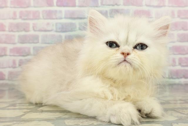 新潟県のエキゾチック (Coo&RIKUイオンモール新発田店/2026年1月30日生まれ/女の子/シルバータビー)の子猫の3枚目の画像