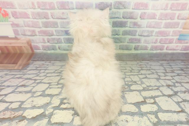 新潟県のエキゾチック (Coo&RIKUイオンモール新発田店/2026年1月30日生まれ/女の子/シルバータビー)の子猫の4枚目の画像