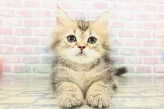 青森県のミヌエット (Coo&RIKU青森店/2026年1月25日生まれ/女の子/ブラウンタビー)の子猫