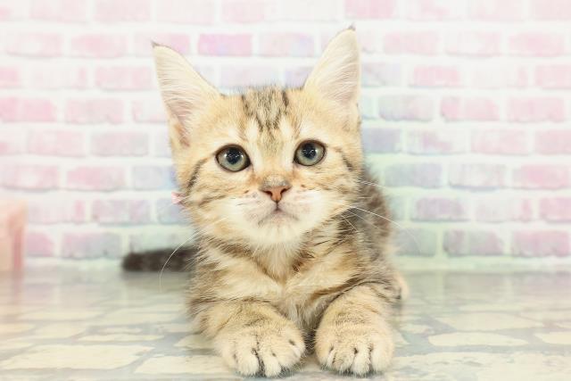 ミヌエット（長足）