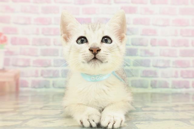 北海道のエジプシャンマウ (Coo&RIKU札幌東店/2026年2月12日生まれ/男の子/シルバー)の子猫の1枚目の画像