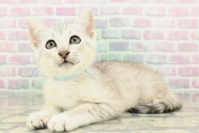 北海道のエジプシャンマウ (Coo&RIKU札幌東店/2026年2月12日生まれ/男の子/シルバー)の子猫の2枚目の画像