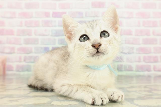 北海道のエジプシャンマウ (Coo&RIKU札幌東店/2026年2月12日生まれ/男の子/シルバー)の子猫の3枚目の画像