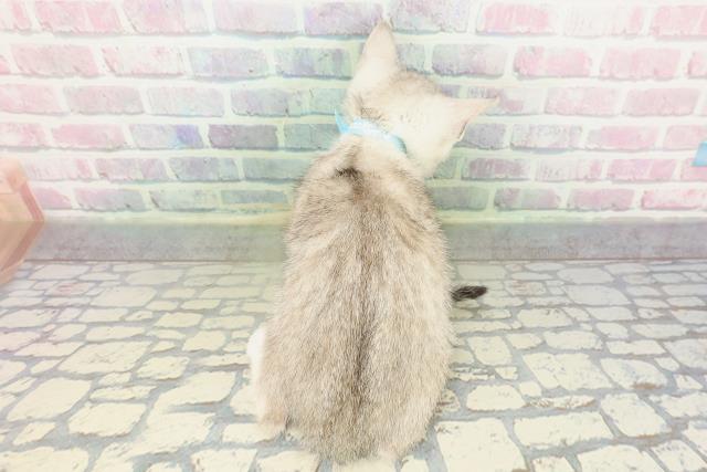北海道のエジプシャンマウ (Coo&RIKU札幌東店/2026年2月12日生まれ/男の子/シルバー)の子猫の4枚目の画像