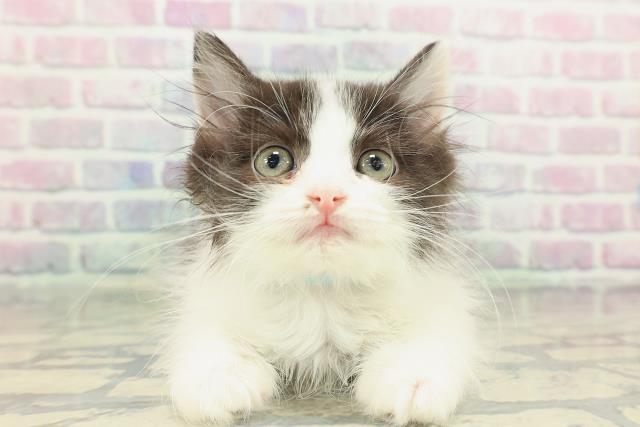 長野県のラガマフィン (Coo&RIKU長野店/2026年1月31日生まれ/男の子/ブラックホワイト)の子猫の1枚目の画像