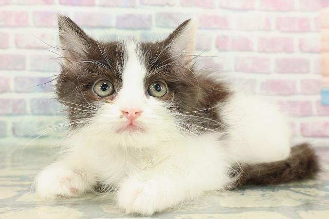 長野県のラガマフィン (Coo&RIKU長野店/2026年1月31日生まれ/男の子/ブラックホワイト)の子猫の2枚目の画像