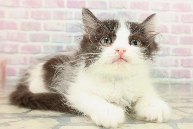 長野県のラガマフィン (Coo&RIKU長野店/2026年1月31日生まれ/男の子/ブラックホワイト)の子猫の3枚目の画像