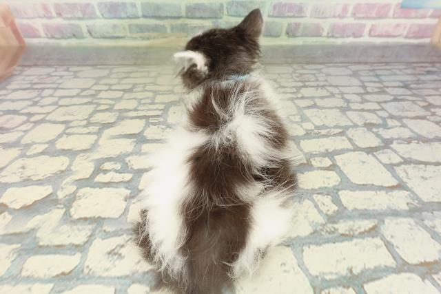 長野県のラガマフィン (Coo&RIKU長野店/2026年1月31日生まれ/男の子/ブラックホワイト)の子猫の4枚目の画像