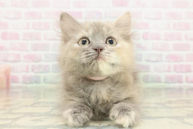 新潟県のラガマフィン (Coo&RIKU長岡店/2026年1月31日生まれ/女の子/ブルーパッチドタビー)の子猫の1枚目の画像